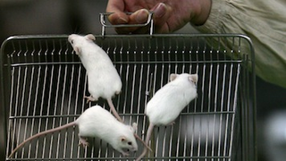 Two Male Mice Become Fathers—Together